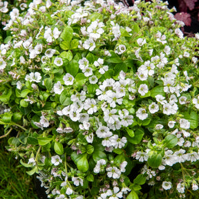 Vente Gypsophile en coussin - Gypsophile