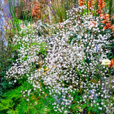 Brouillard Bristol Fairy Gypsophile Bristol Fairy - Willemse