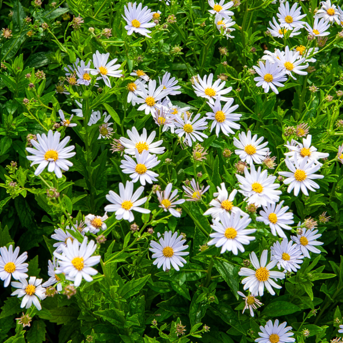 Kaliméris - Willemse