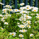 Marguerite commune - Willemse