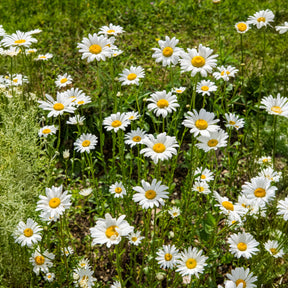 Marguerite commune - Leucanthemum vulgare - Willemse