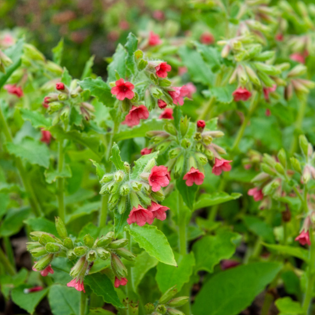 Pulmonaire rouge - Pulmonaria rubra - Willemse