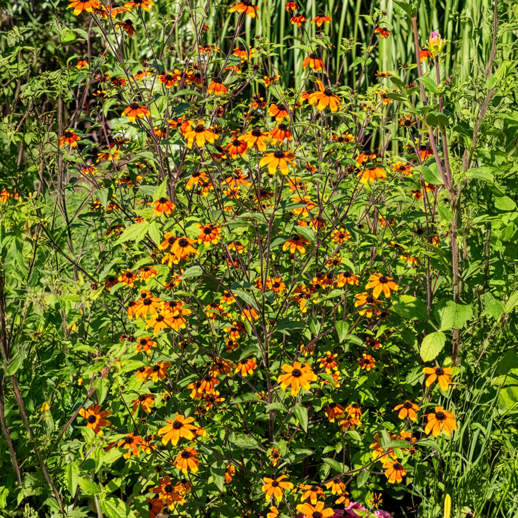 Rudbeckie trilobée Prairie Glow - Rudbeckia triloba Prairie Glow - Willemse
