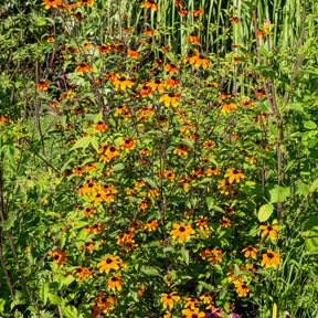 Rudbeckie trilobée Prairie Glow - Rudbeckia triloba Prairie Glow - Willemse