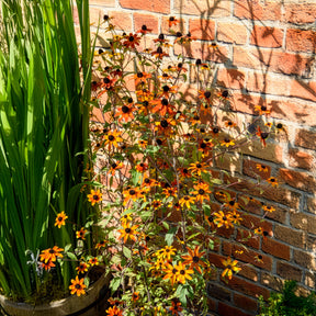 Rudbeckia triloba Prairie Glow - Rudbeckie trilobée Prairie Glow - Rudbeckia
