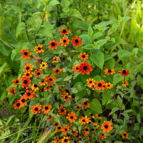 Rudbeckia - Rudbeckie trilobée Prairie Glow - Rudbeckia triloba Prairie Glow