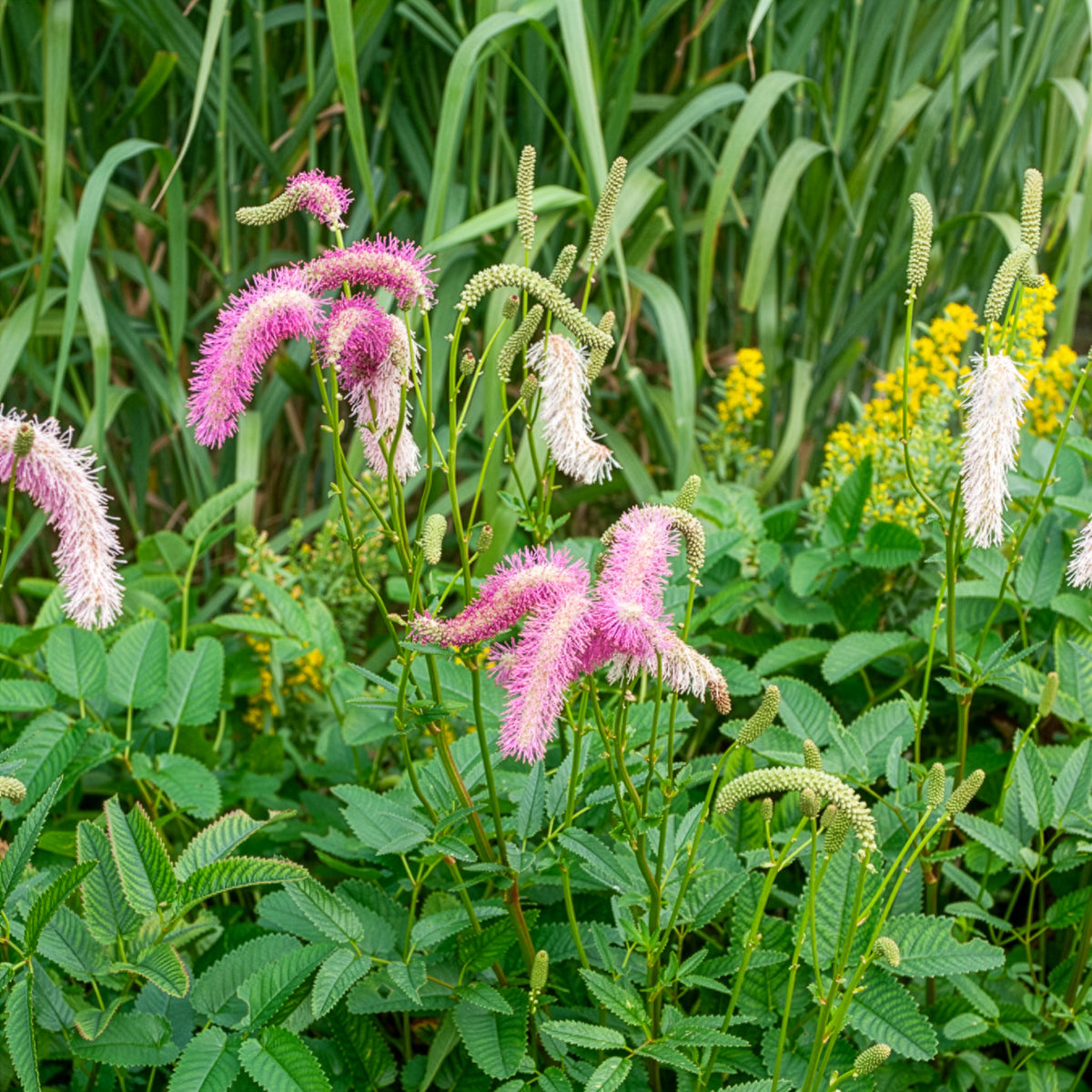 Pimprenelle Pink Brushes - Sanguisorbe - Sanguisorba Pink Brushes - Willemse