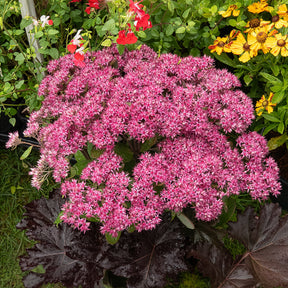 Sedum Mr Goodbud - Sedum Mr Goodbud - Sédums