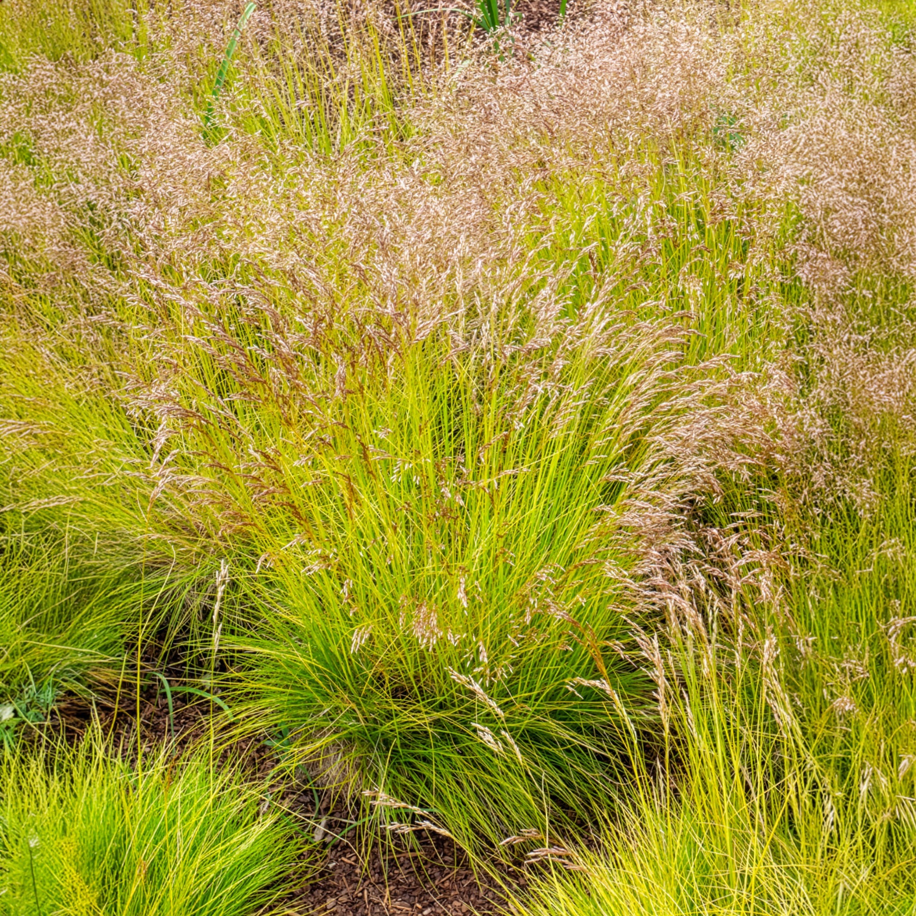 Canche flexible Tatra Gold - Deschampsia flexuosa Tatra Gold - Willemse