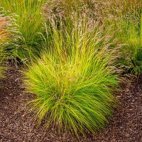 Deschampsia flexuosa Tatra Gold - Canche flexible Tatra Gold - Deschampsia - Canche