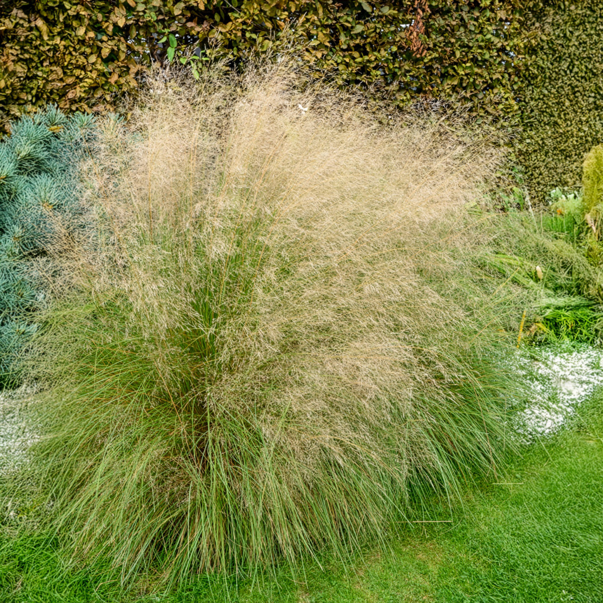Herbe d'amour courbée - Eragrostis curvula - Willemse