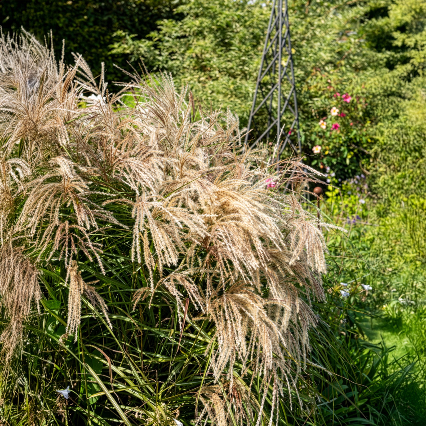 Eulaliee Kaskade - Willemse