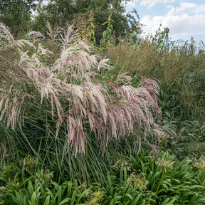 Miscanthus sinensis Kaskade - Eulaliee Kaskade - Eulalie - Roseau de Chine
