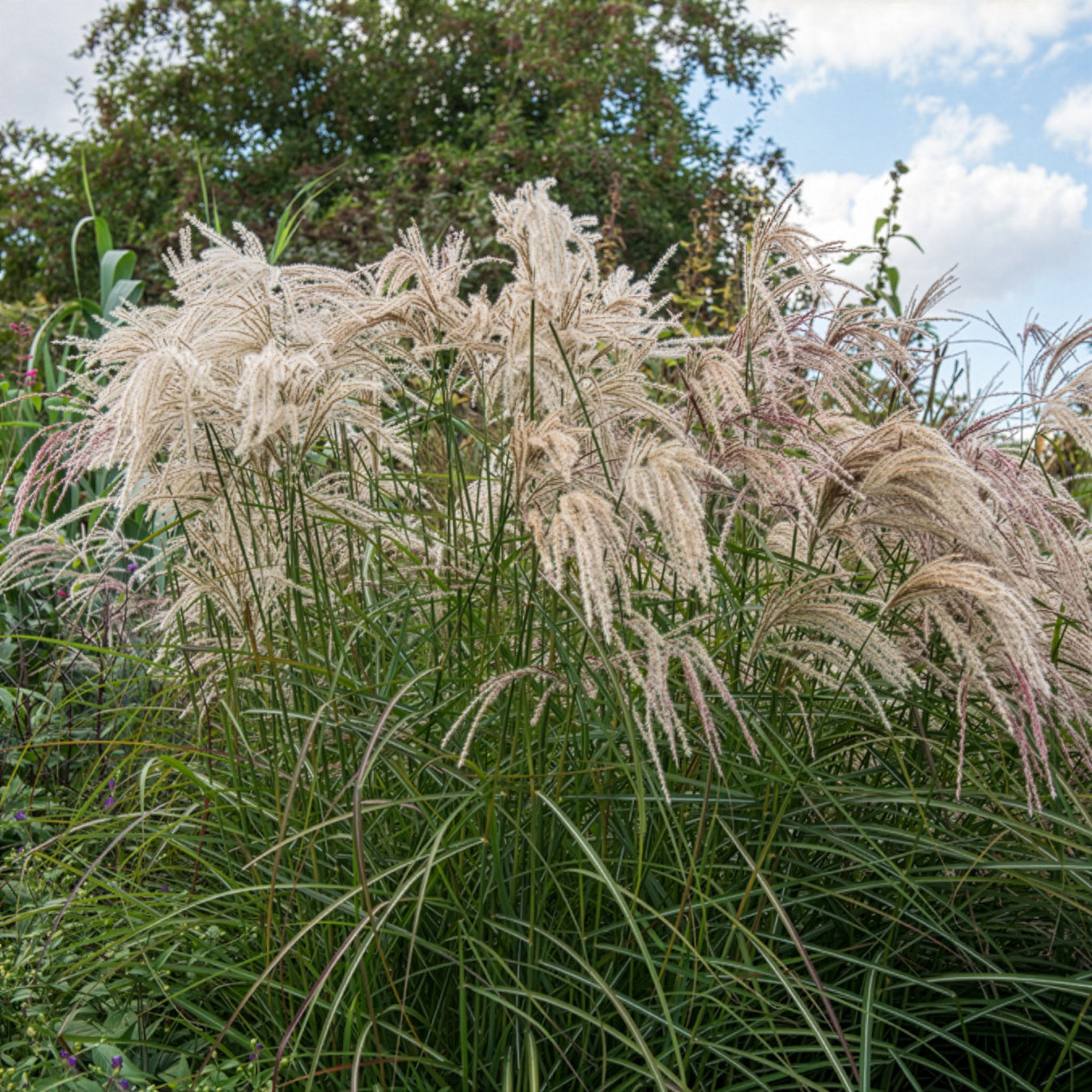Eulalie - Roseau de Chine - Eulaliee Kaskade - Miscanthus sinensis Kaskade
