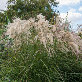 Eulalie - Roseau de Chine - Eulaliee Kaskade - Miscanthus sinensis Kaskade