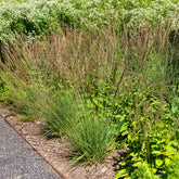 Molinie bleue Edith Dudszus - Willemse