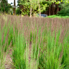 Molinia caerulea Edith Dudszus - Molinie bleue Edith Dudszus - Molinie