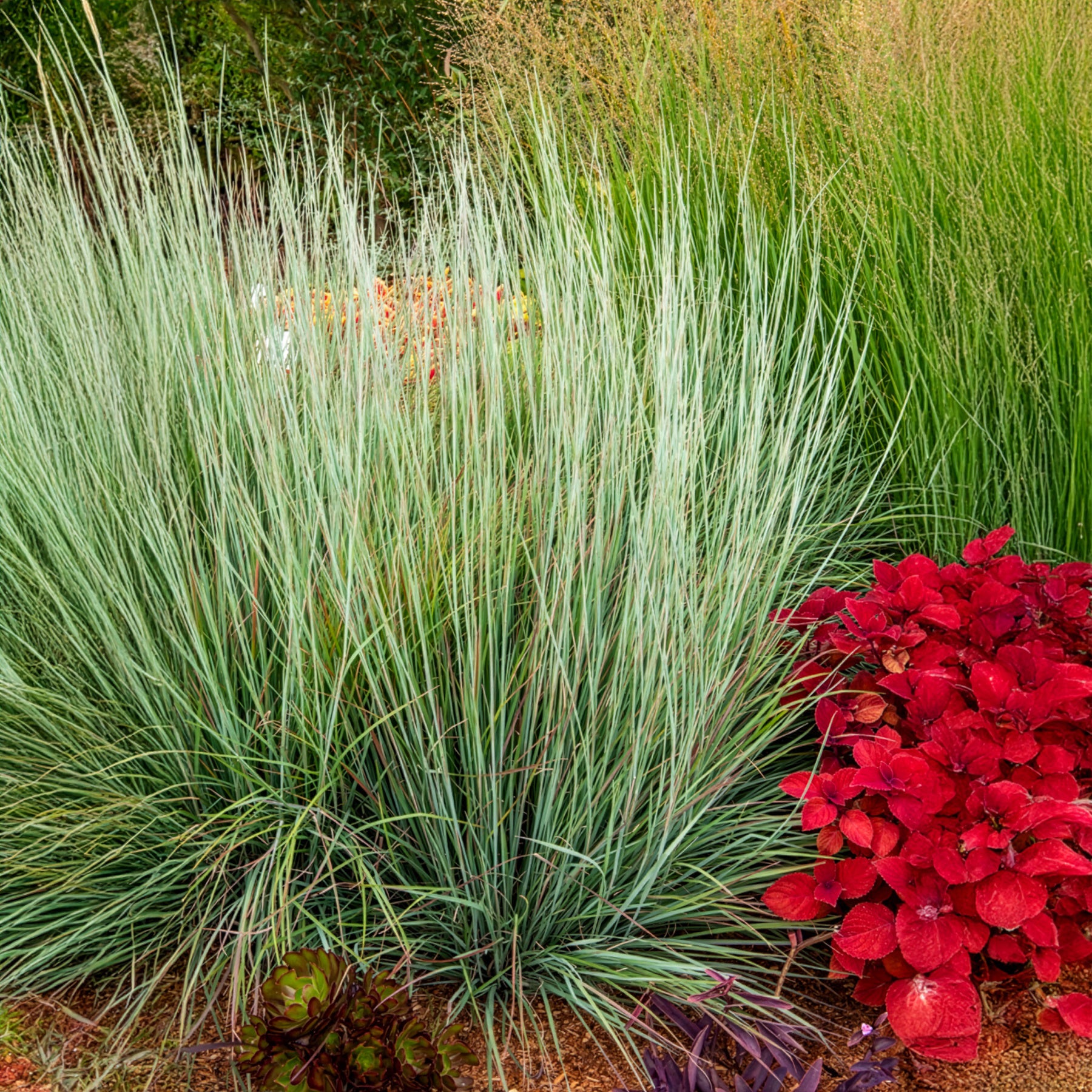 Andropogon Standing Ovation - Willemse