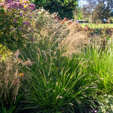 Seslérie des landes - Willemse