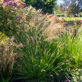 Seslérie des landes - Willemse