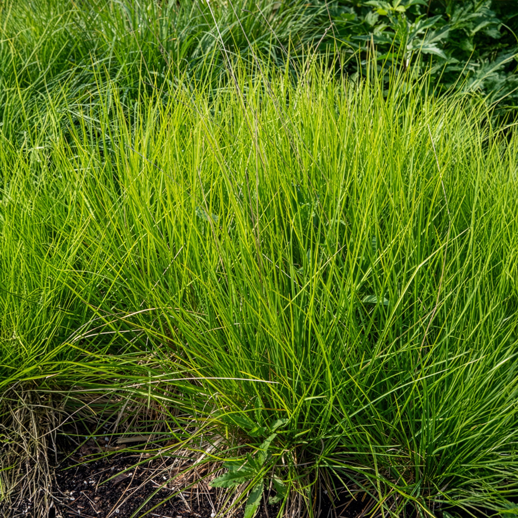 Seslérie des landes - Sesleria nitida - Willemse