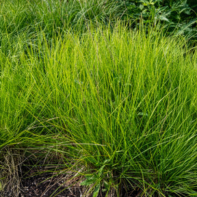 Seslérie des landes - Sesleria nitida - Willemse