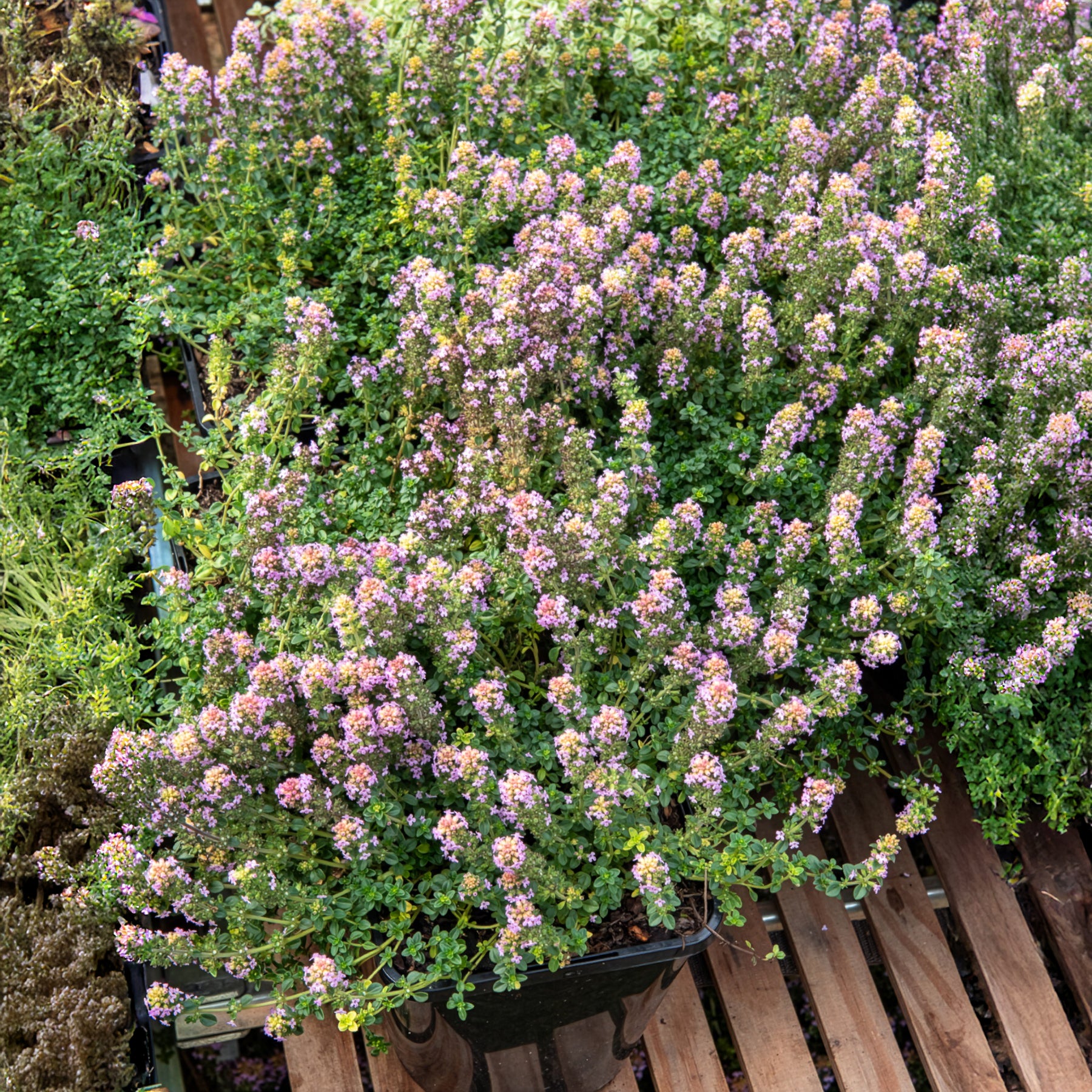 Thym serpolet Elfin - Thymus Elfin - Willemse