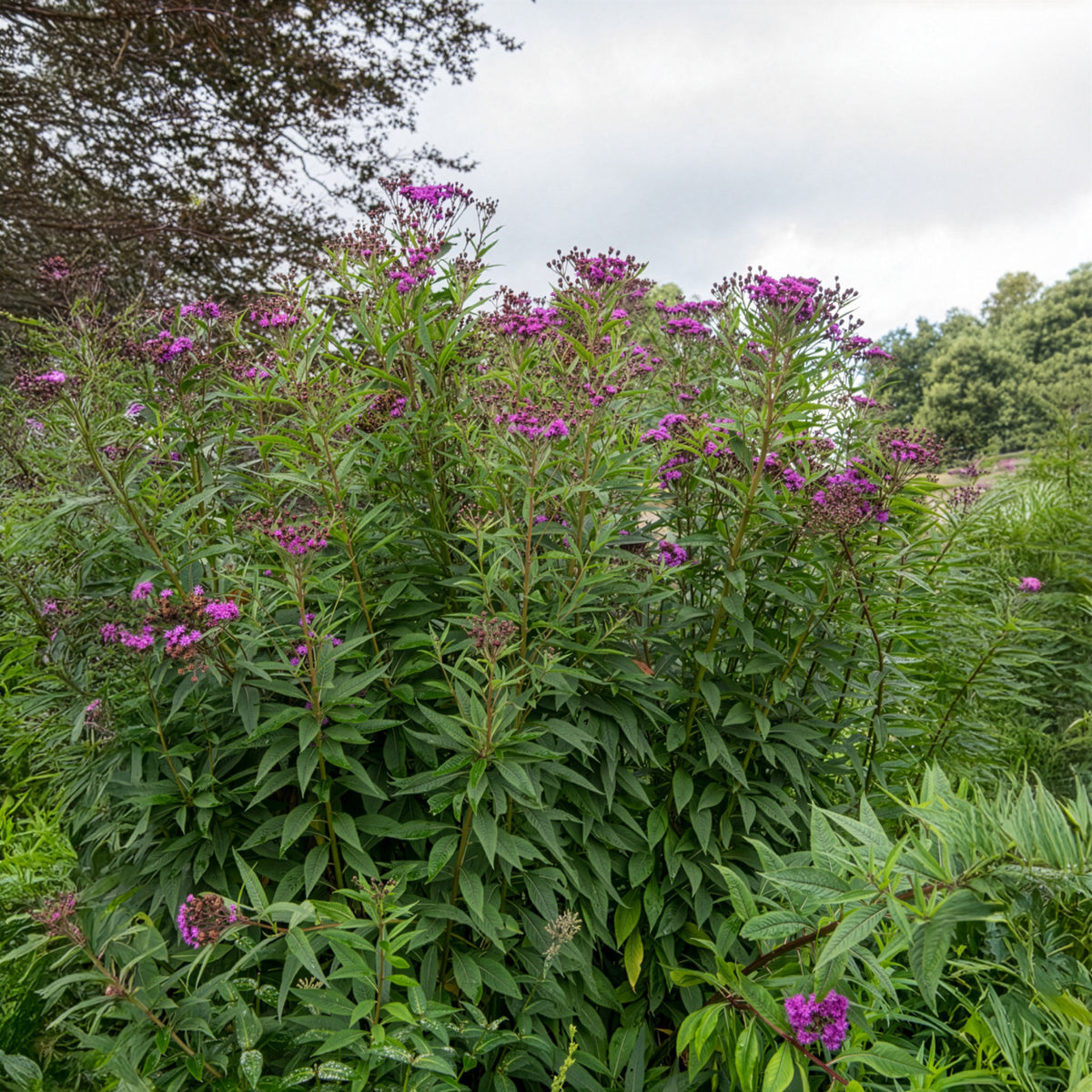 Vernonie - Vernonia crinita - Willemse