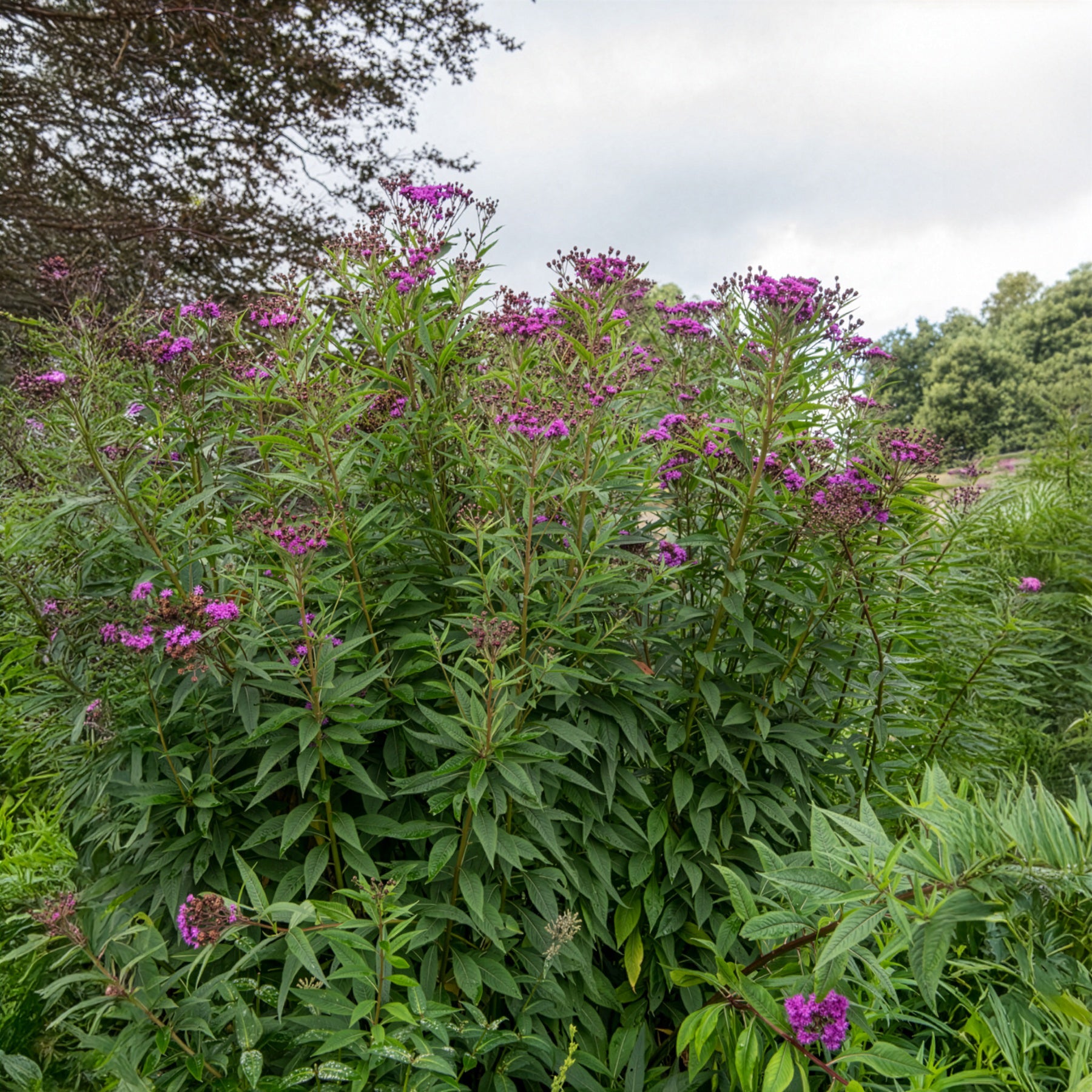 Vernonie - Vernonia crinita - Willemse