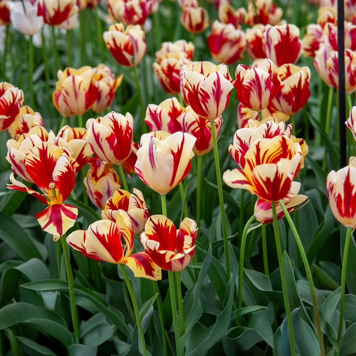 10 Tulipes Triomphe Grand Perfection