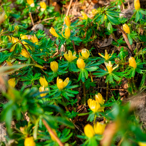 Vente 10 Helléborines - Bulbes à floraison printanière