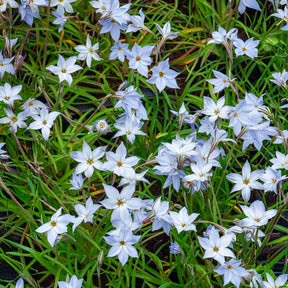 Ipheion uniflorum 'wisley blue' - 15 Etoiles de printemps Wisley Blue - Bulbes à floraison printanière