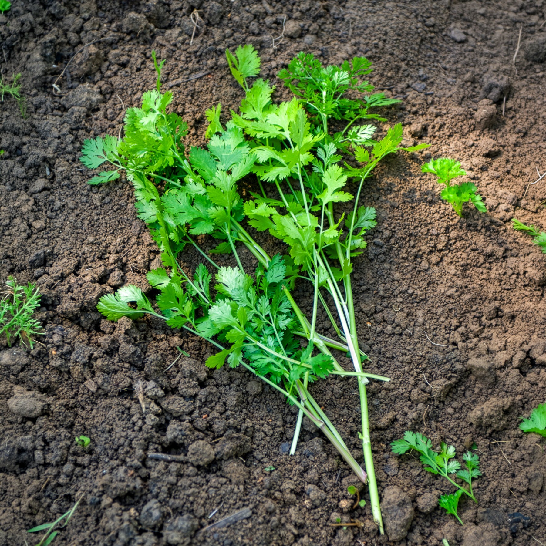 Plant de Coriandre - Willemse