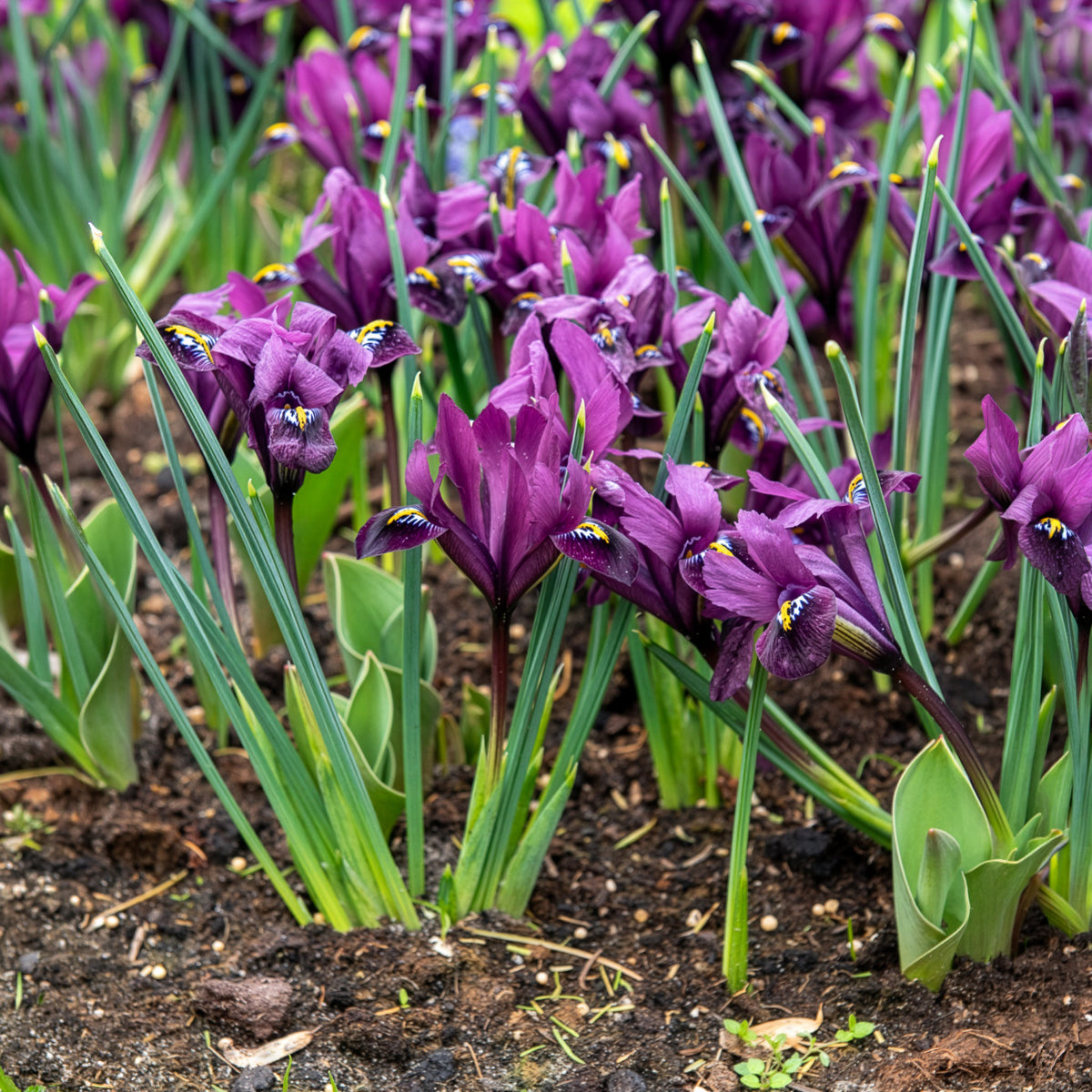 30 Iris Fraternal Twins en mélange