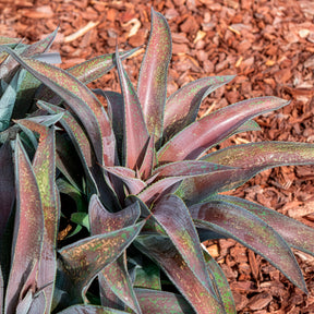 Mangave Mission to Mars ® - Agave manfredii Mission to Mars ® (Mangave) - Willemse