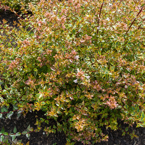 Abelia grandiflora Sunshine Daydream ® - Abélia à grandes fleurs Sunshine Daydream® - Abelia