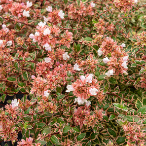 Abelia - Abélia à grandes fleurs Magic Daydream® - Abelia grandiflora Magic Daydream ®