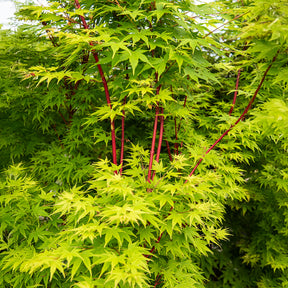 Erable du Japon - Erable du Japon Sango-kaku - Acer palmatum Sangokaku