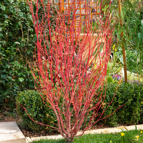 Vente Erable du Japon Sango-kaku - Acer palmatum Sangokaku