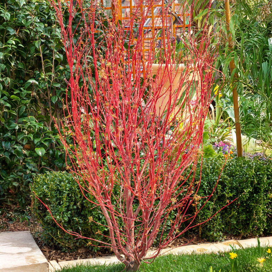 Vente Erable du Japon Sango-kaku - Acer palmatum Sangokaku