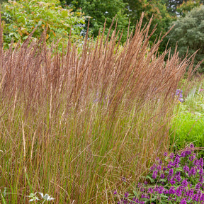 Calamagrostide érigée Karl Foester - Calamagrostis x acutiflora Karl Foerster - Willemse