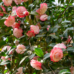 Camellia japonica Nuccio's Pearl - Camélia du Japon Nuccio's Pearl - Camélias