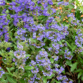 Caryopteris - Caryopteris Grand Bleu® Inoveris - Caryopteris clandonensis Grand Bleu ® Inoveris