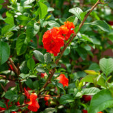 Cognassier du Japon Orange Storm - Willemse