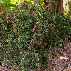 Escallonia Donard Seedling - Escalonia Donard Seedling - Escallonia