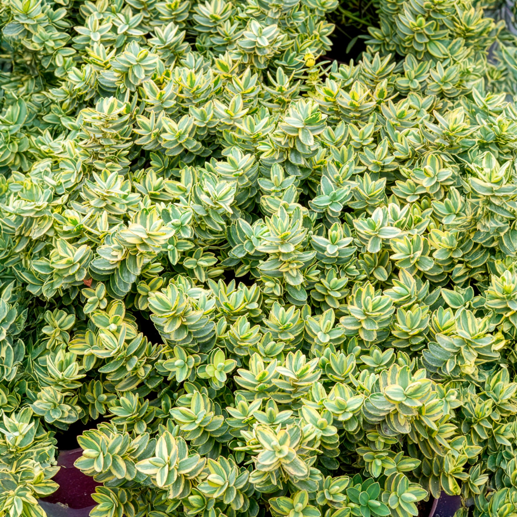 Hebe Silver Dollar - Véronique arbustive  Silver Dollar - Hebe - Véronique arbustive - Hebe