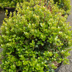 Myrsine africana - Buis africain - Buis