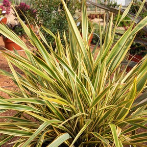 Phormium Golden Ray - Lin de Nouvelle-Zélande - Phormium tenax Golden Ray - Willemse
