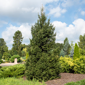 Picea abies - Epicéa commun - Conifères