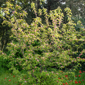 Pseudocydonia sinensis - Cognassier de Chine - Fruitiers Arbres et arbustes